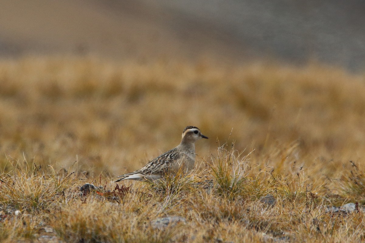 Eurasian Dotterel - ML643369906