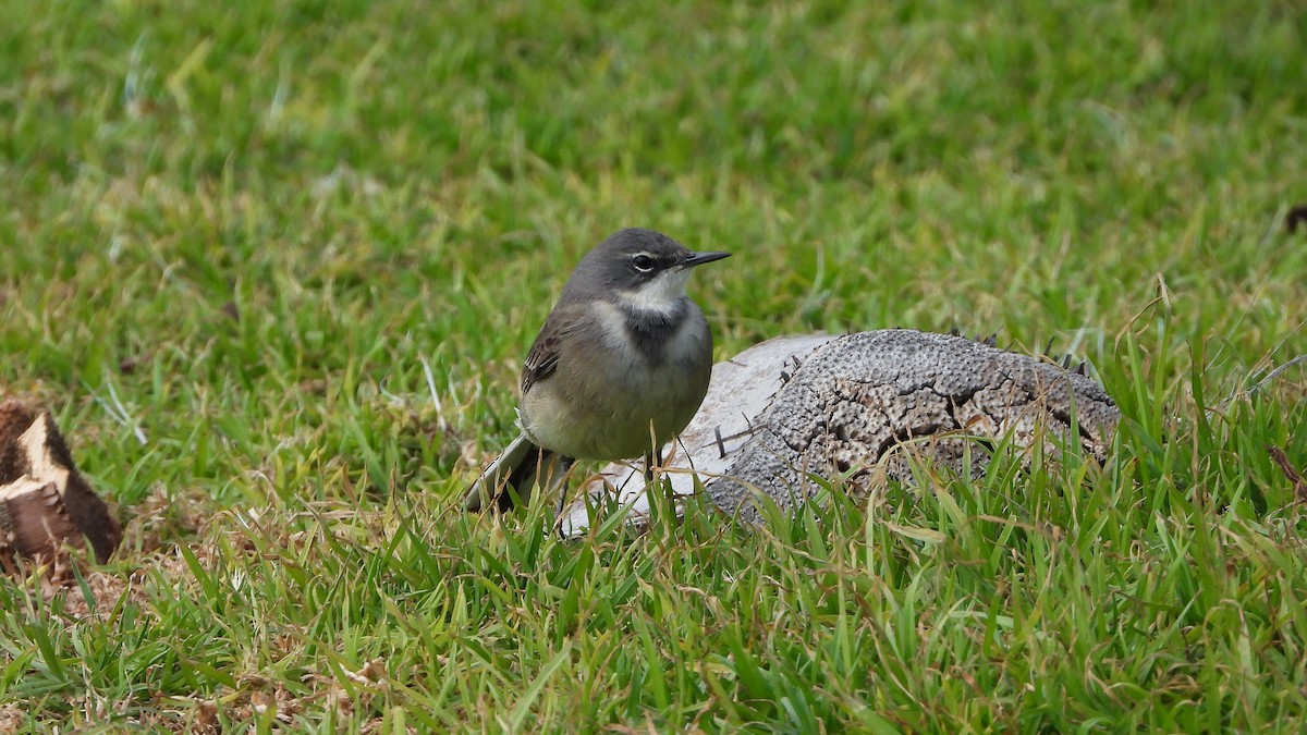 Cape Wagtail - ML643369913