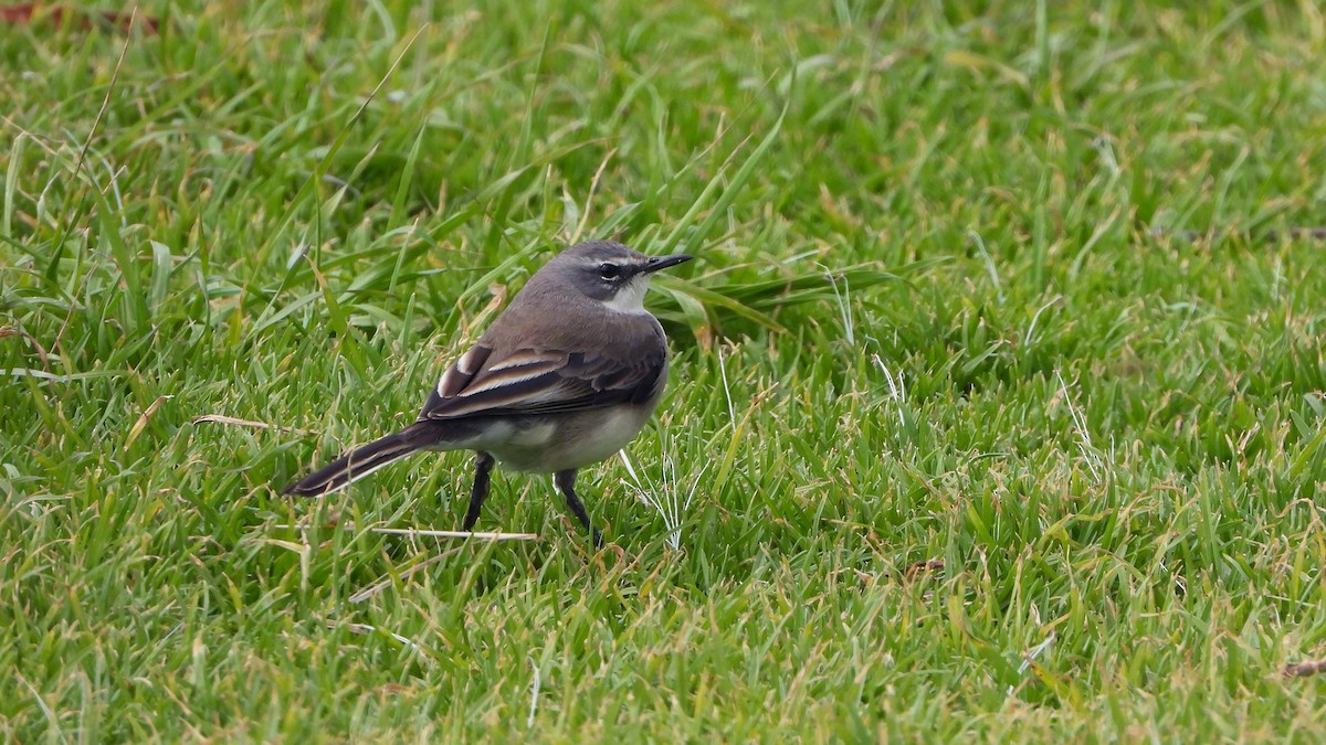 Cape Wagtail - ML643369914