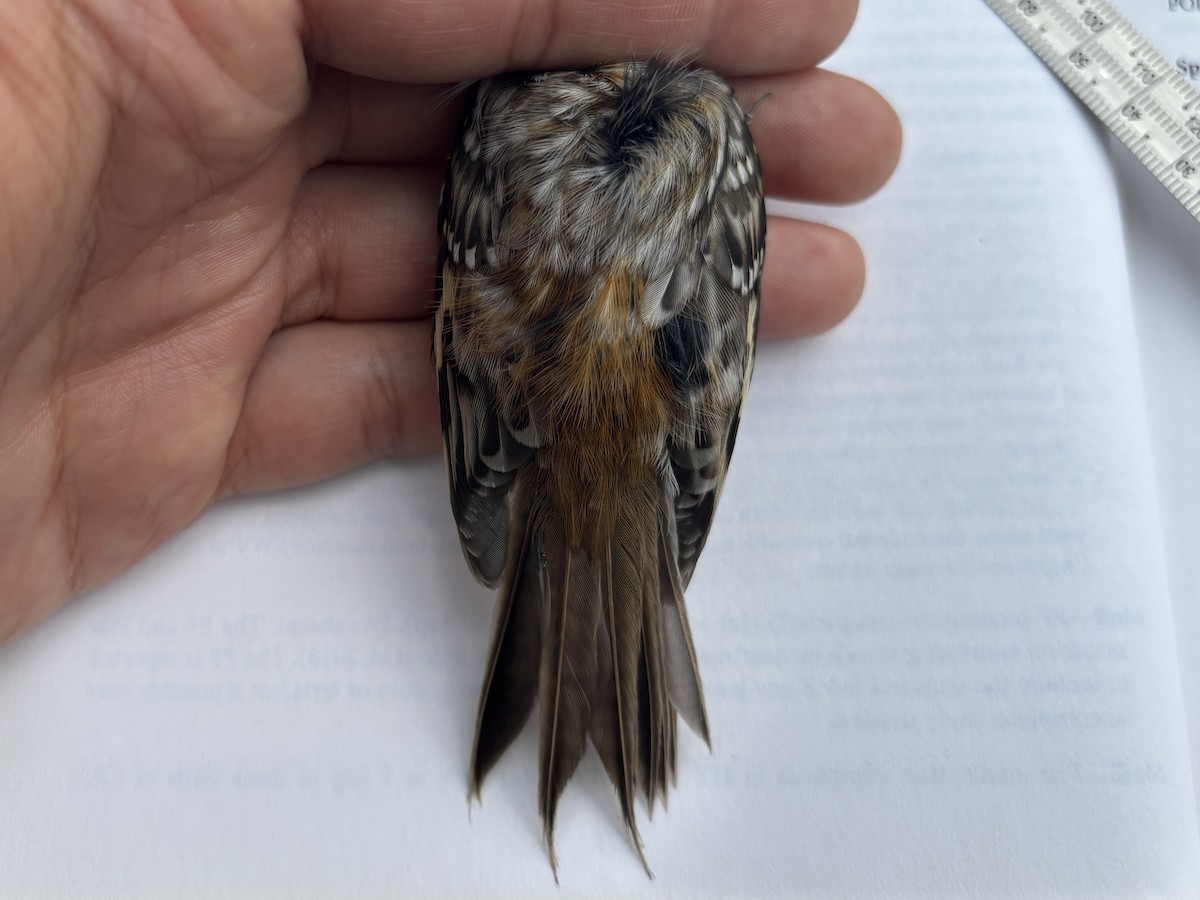 Brown Creeper - ML643369944