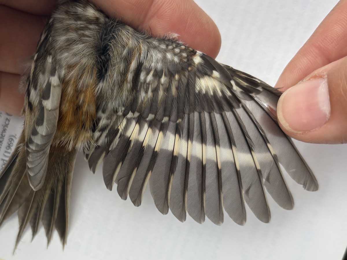Brown Creeper - ML643369945