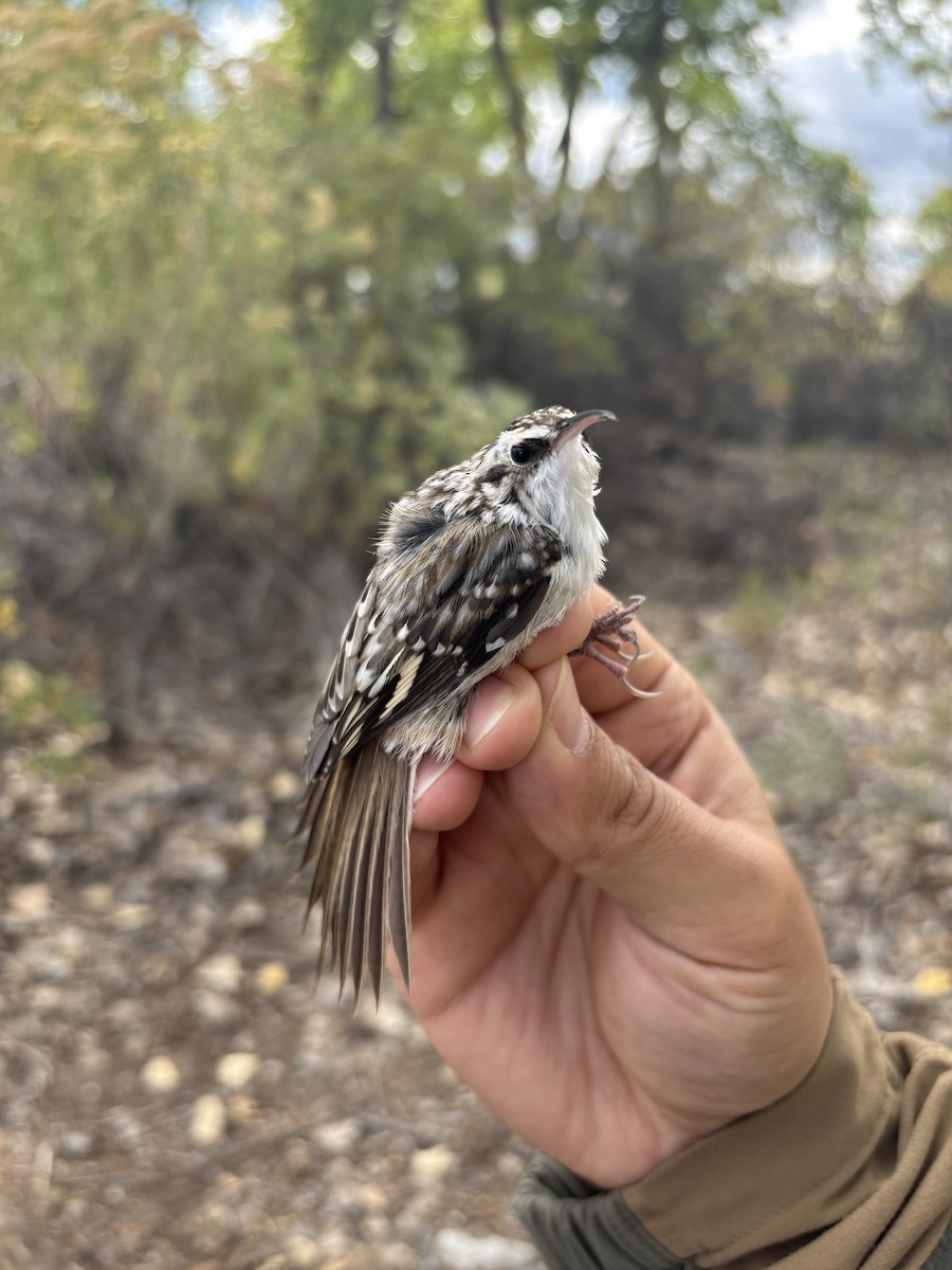 Brown Creeper - ML643369946