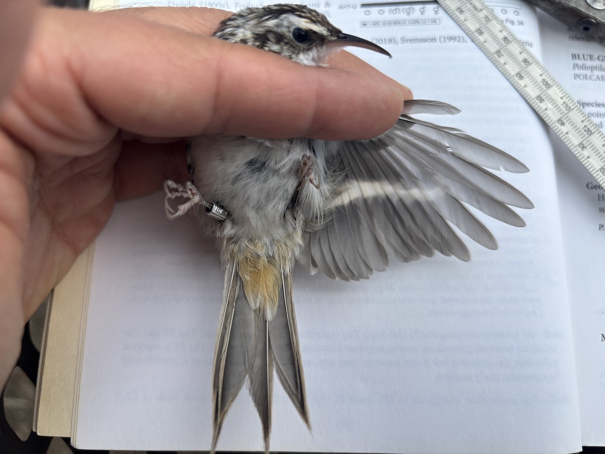 Brown Creeper - ML643369947