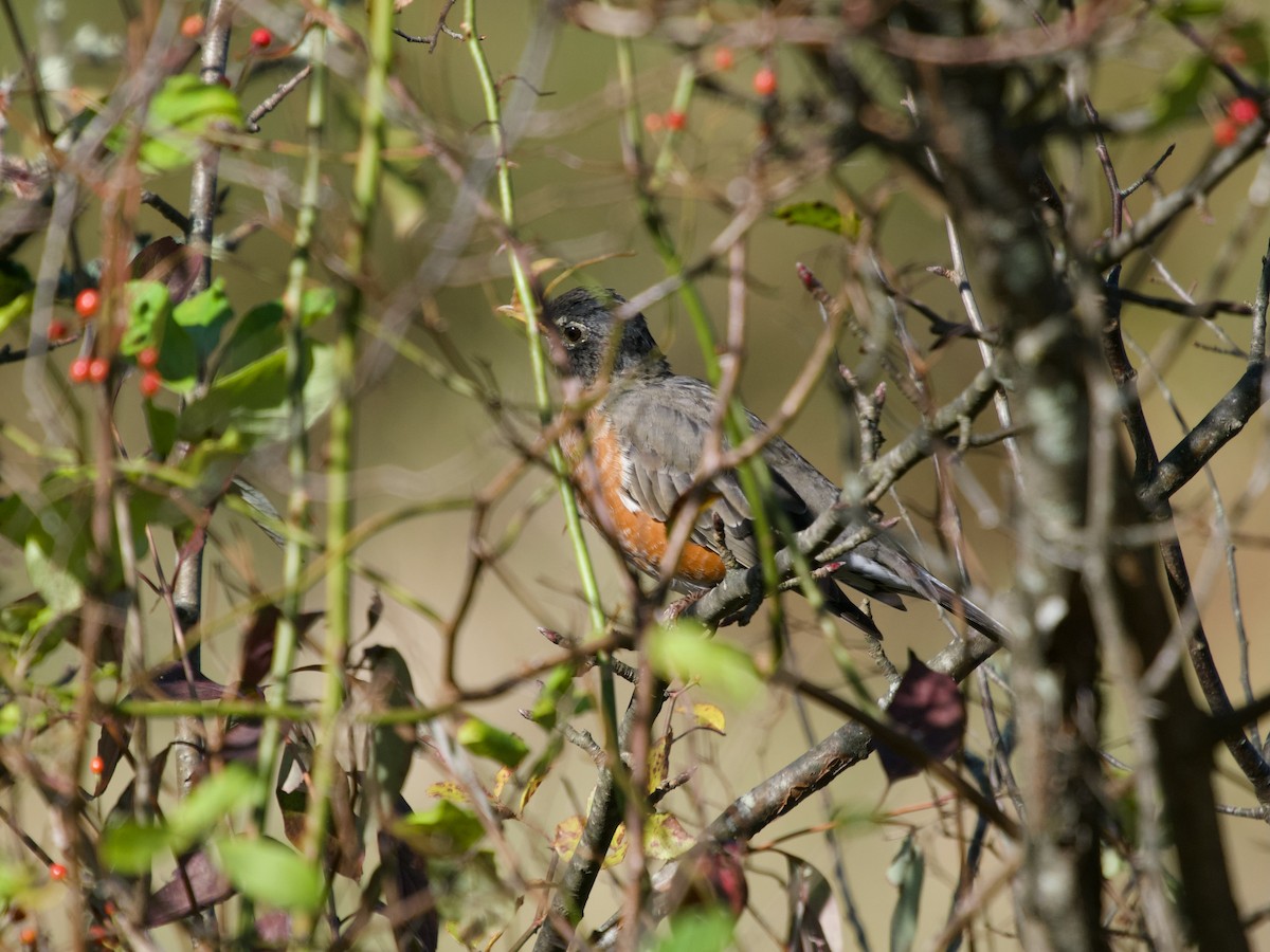 American Robin - David McCartt