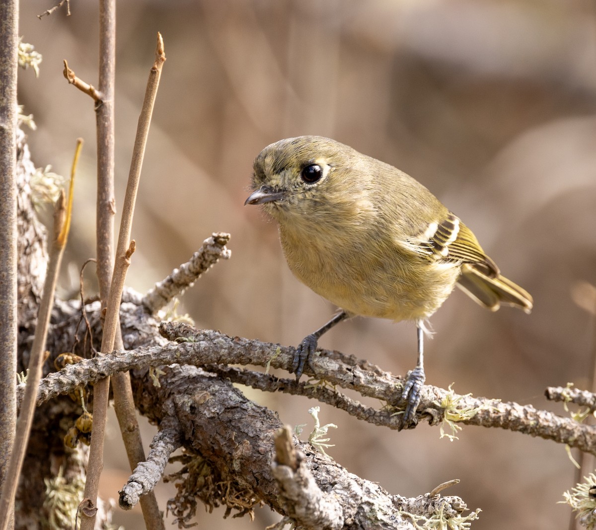 Hutton's Vireo - ML643369978