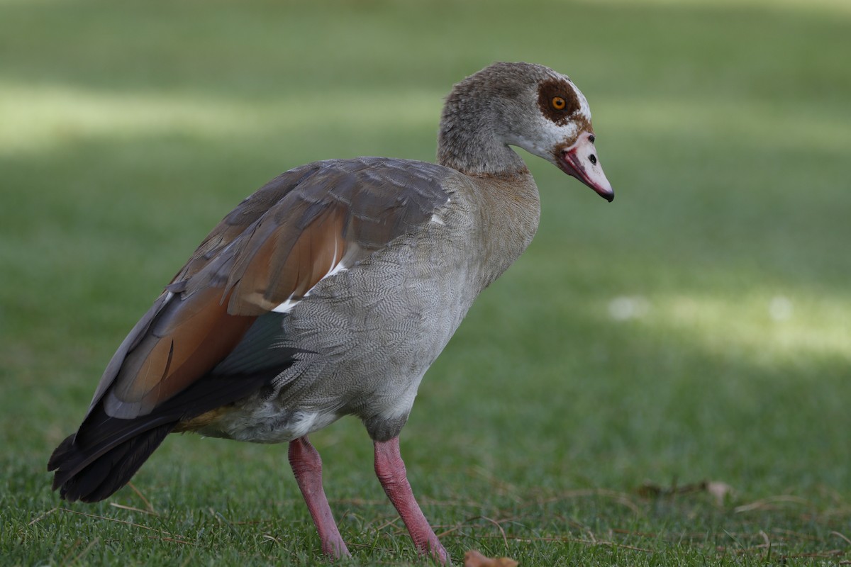 Egyptian Goose - ML643369979