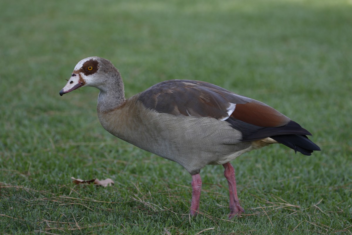 Egyptian Goose - ML643369980