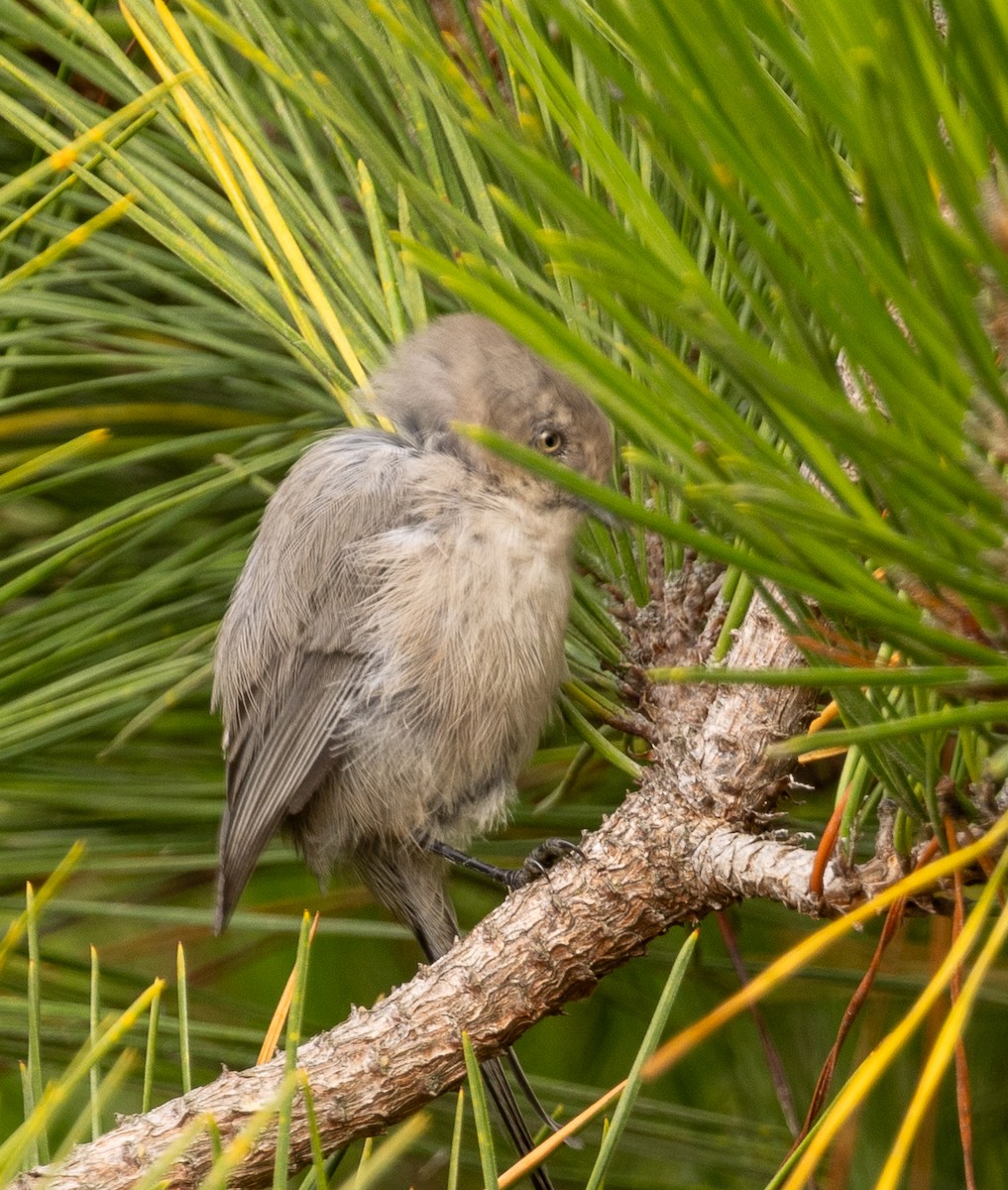 Bushtit - ML643369986