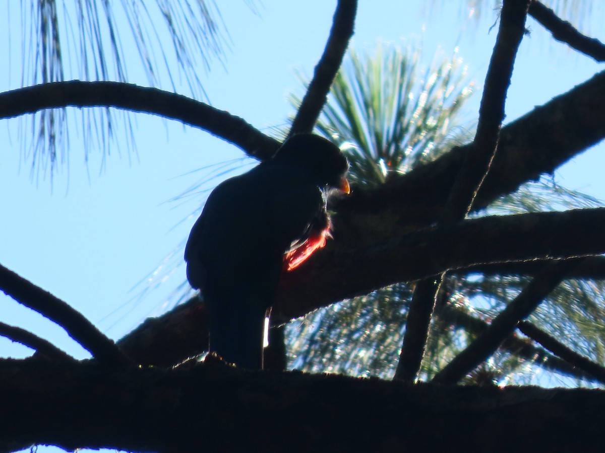 Bronzetrogon - ML643369988