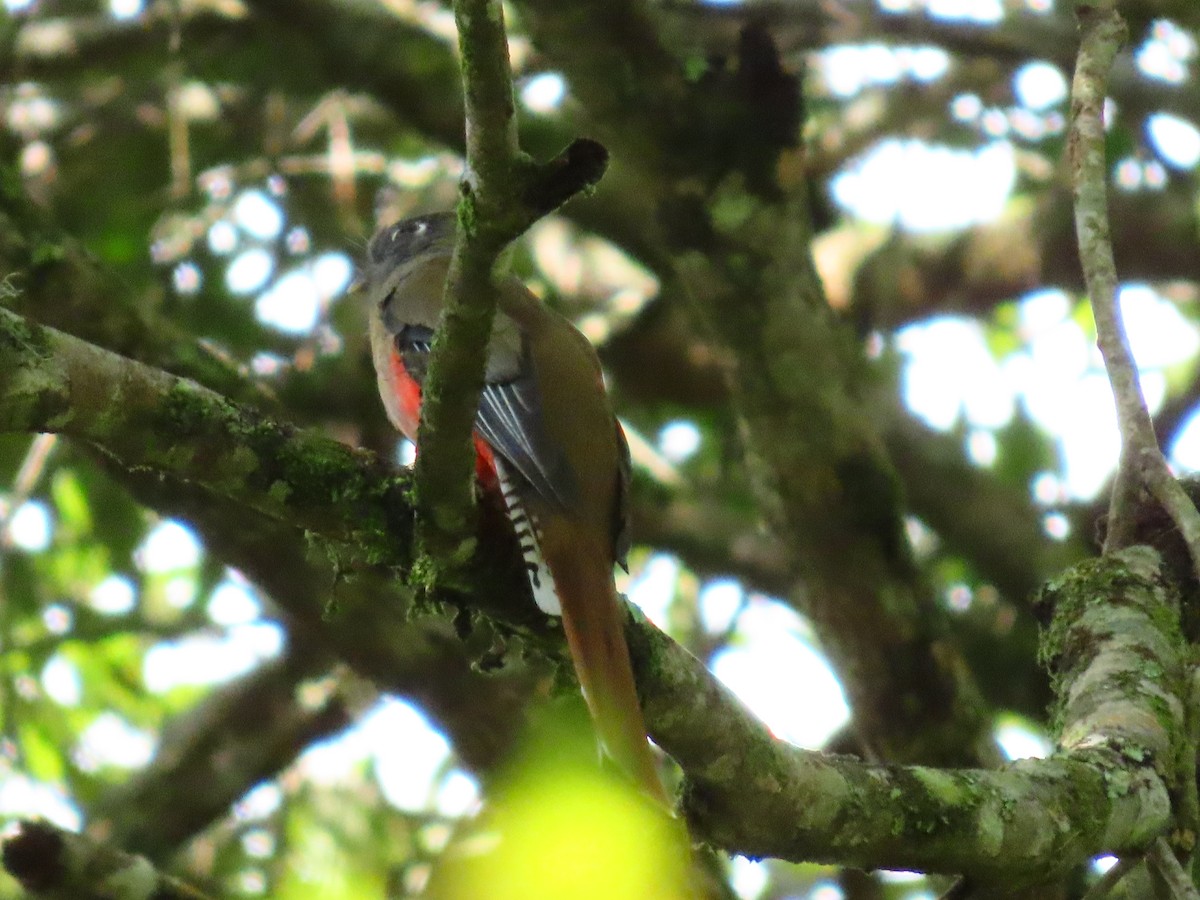 Bronzetrogon - ML643369989