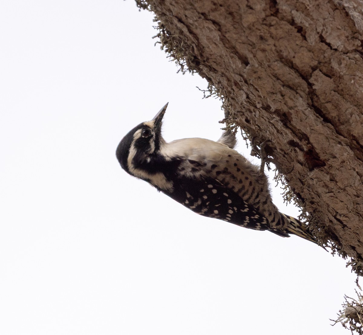 Nuttall's Woodpecker - ML643369991