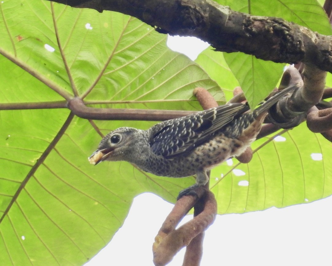 Blue Cotinga - ML643370002