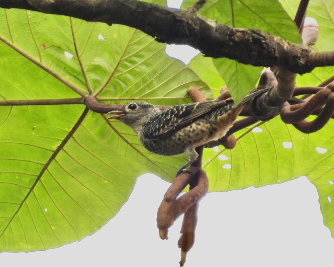 Blue Cotinga - ML643370003