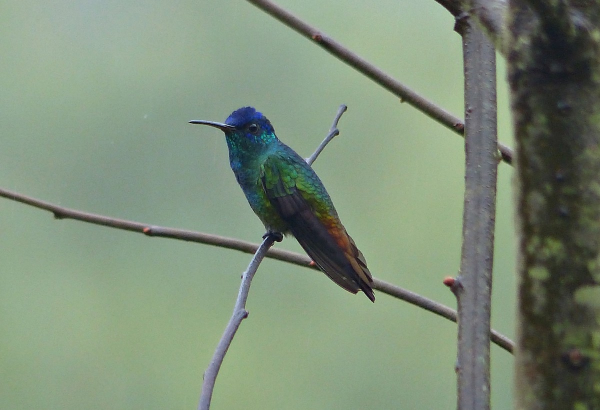 Golden-tailed Sapphire - ML643370013