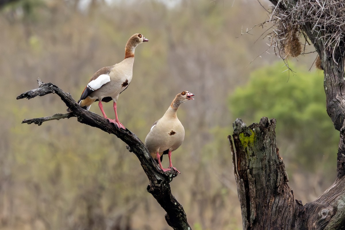Egyptian Goose - ML643370018