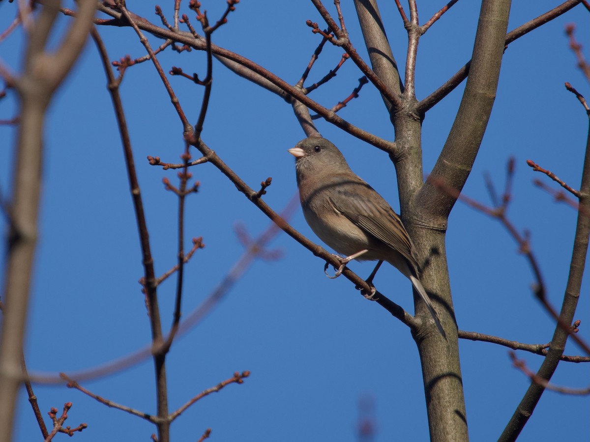 Dark-eyed Junco (Slate-colored) - ML643370019