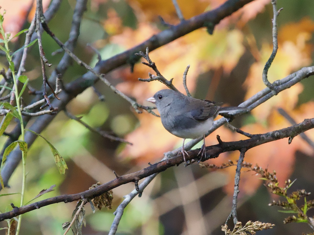 Dark-eyed Junco (Slate-colored) - ML643370020
