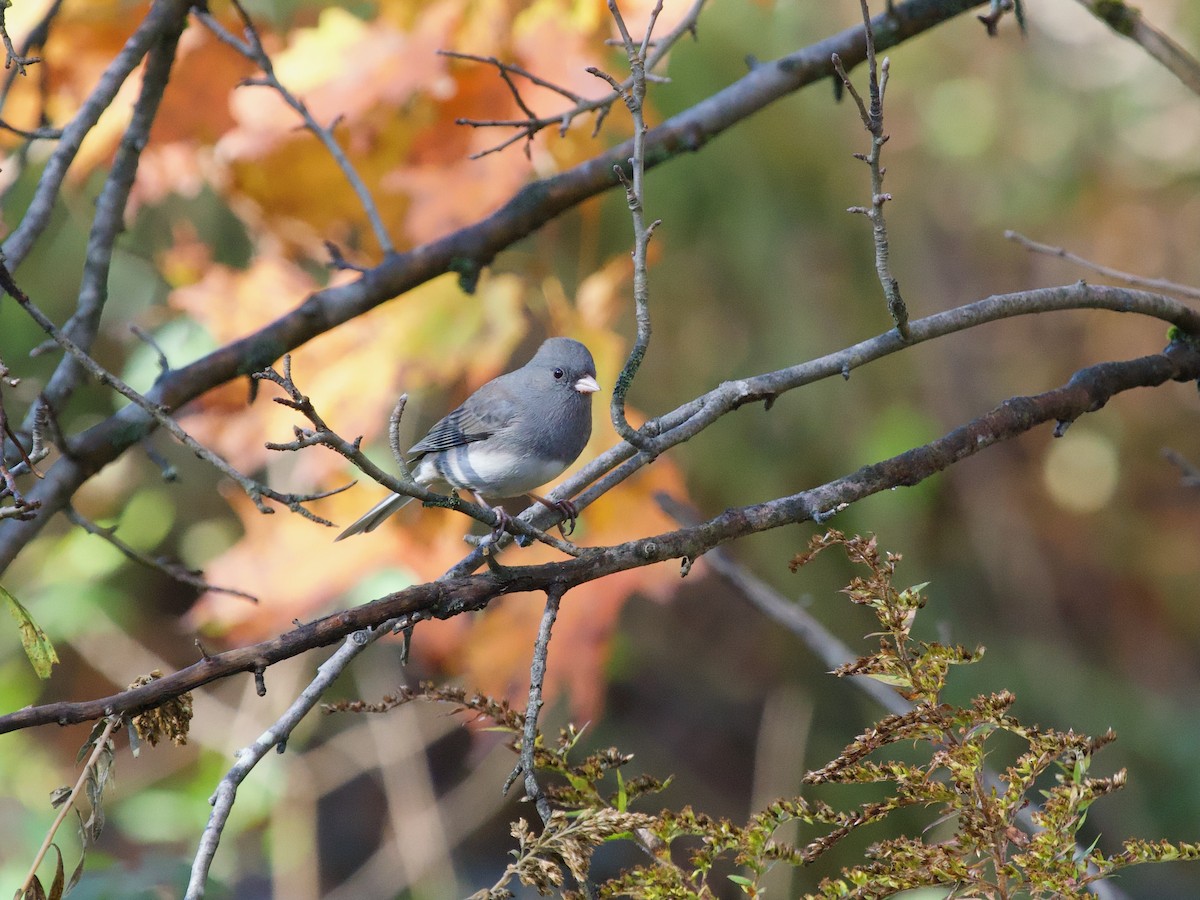 Dark-eyed Junco (Slate-colored) - ML643370021