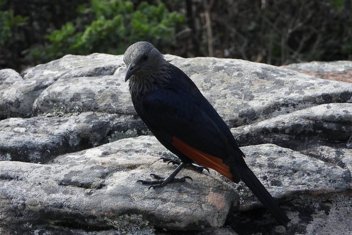 Rotschwingenstar - ML643370028
