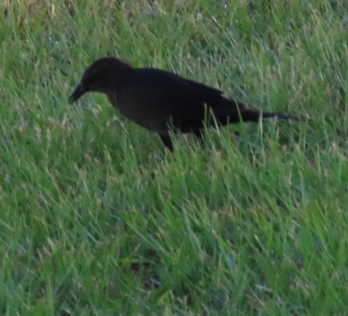 Great-tailed Grackle - ML643370041