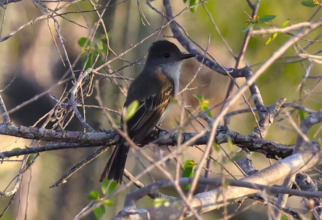 La Sagra's Flycatcher - ML643370044