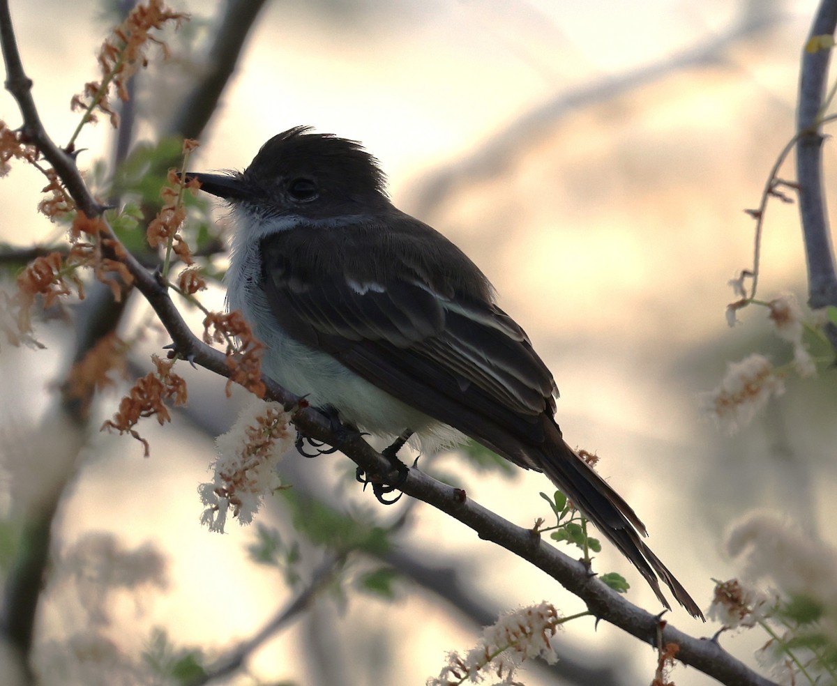 La Sagra's Flycatcher - ML643370045