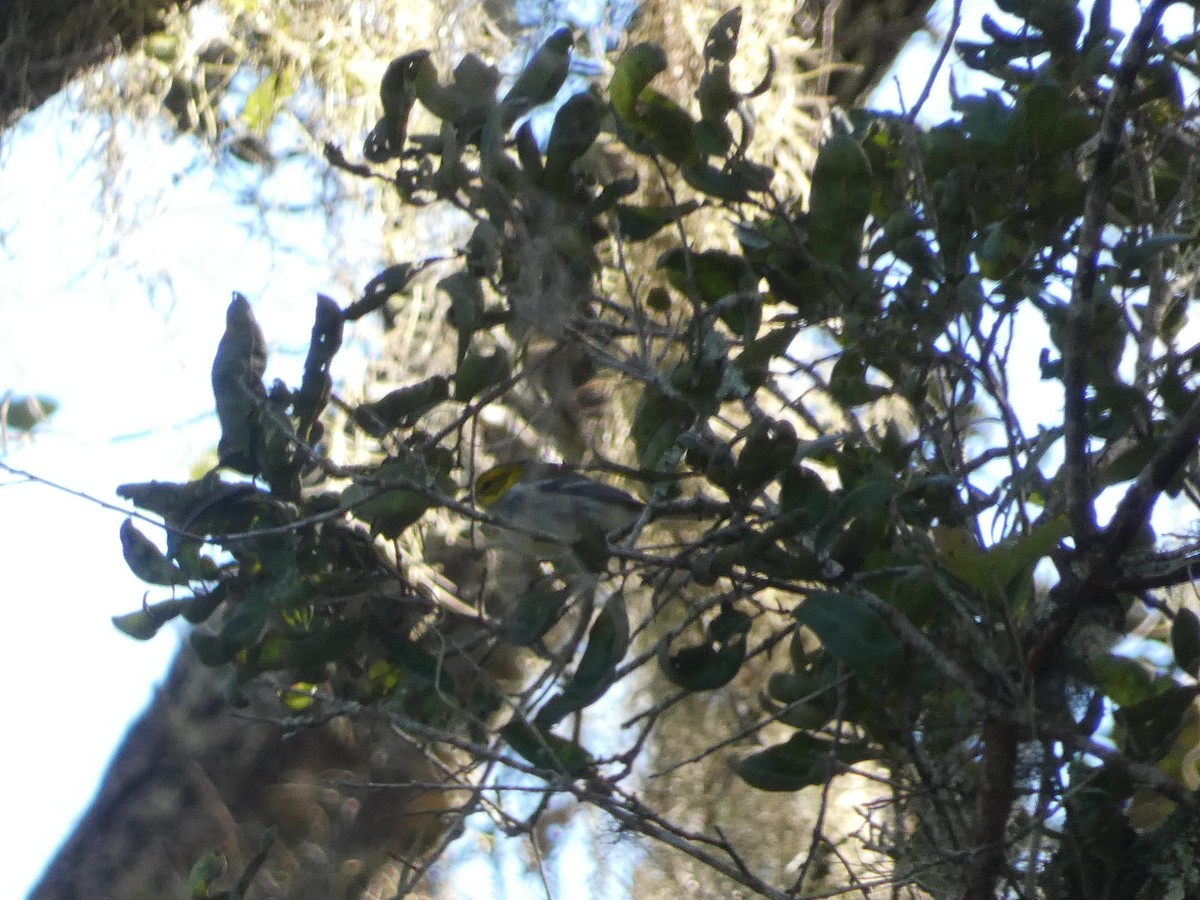 Black-throated Green Warbler - ML643370055