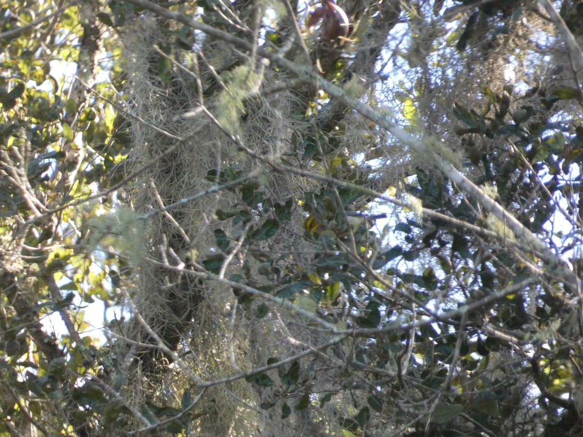 Black-throated Green Warbler - ML643370065