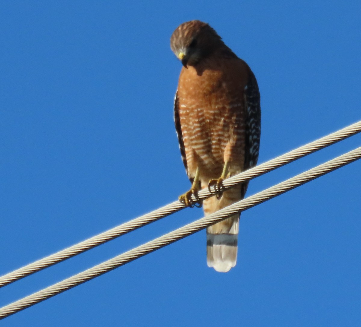 Red-shouldered Hawk - ML643370086