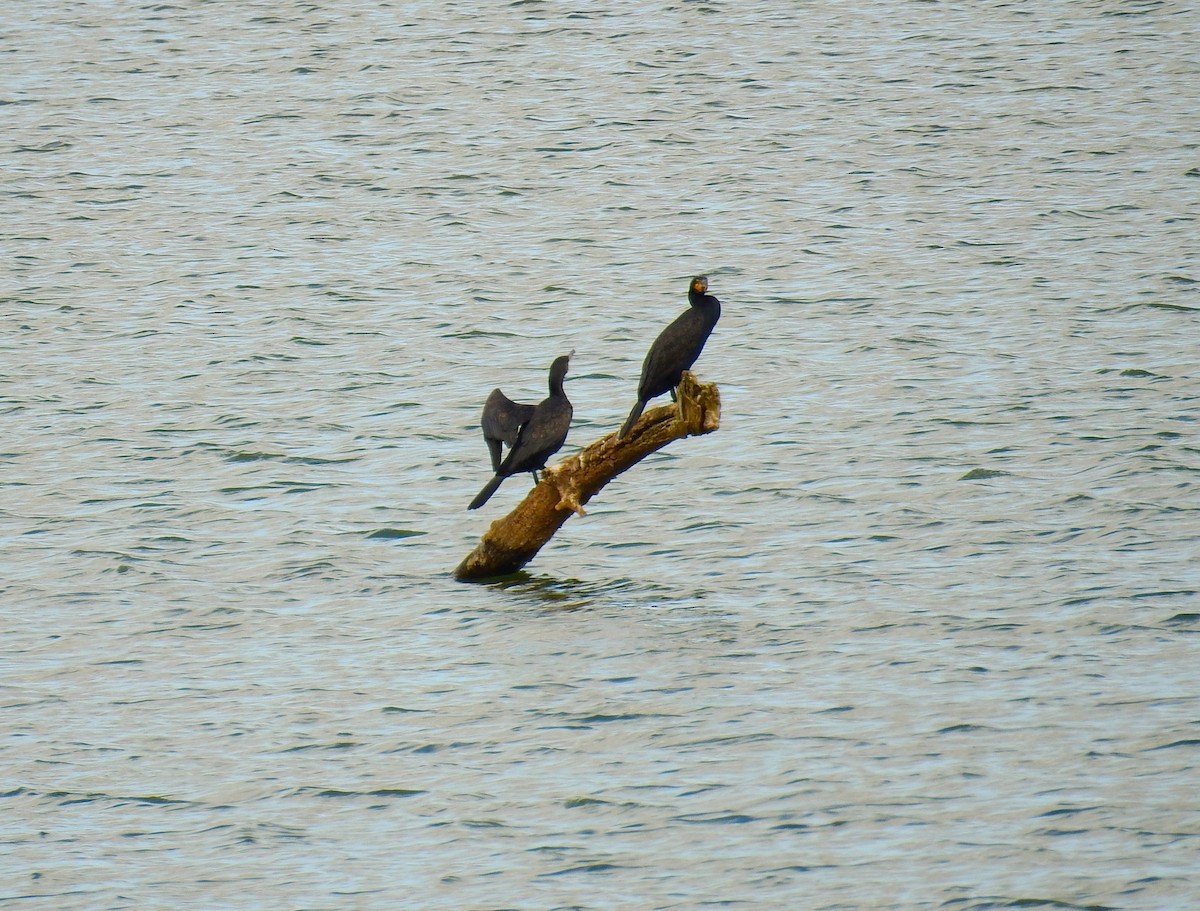 Cormorano - ML643370090