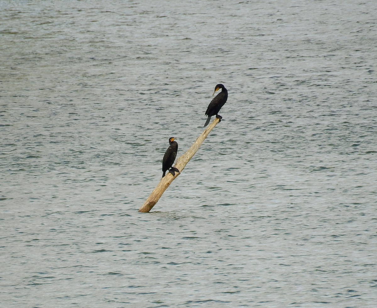 Cormorano - ML643370091