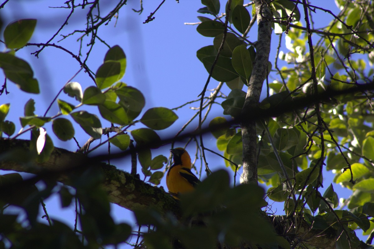 Altamira Oriole - ML643370106