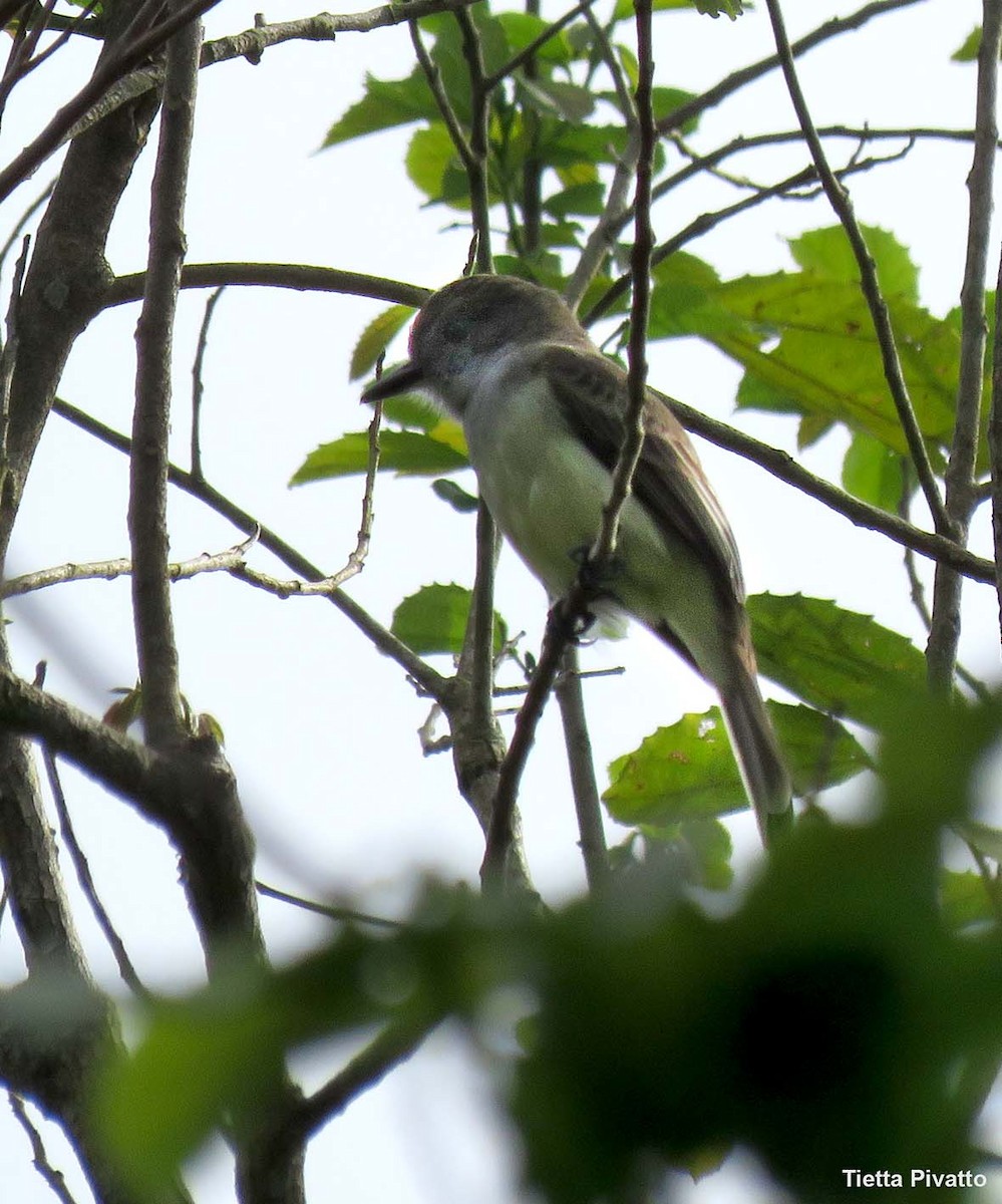 Myiarchus sp. - ML643370108