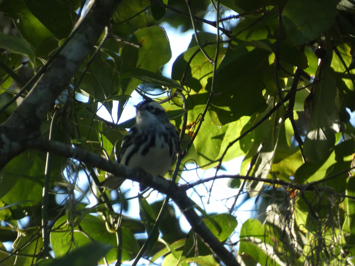 Black-and-white Warbler - ML643370111
