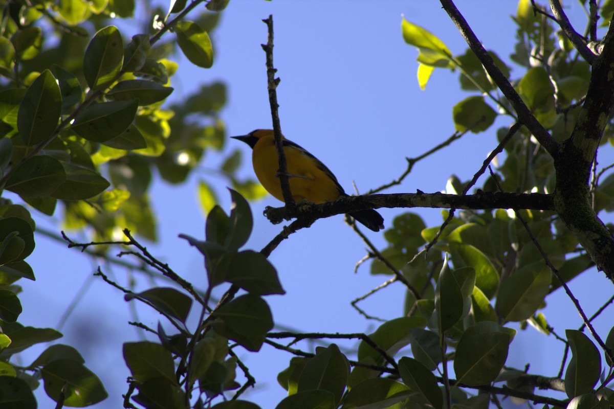 Altamira Oriole - ML643370112