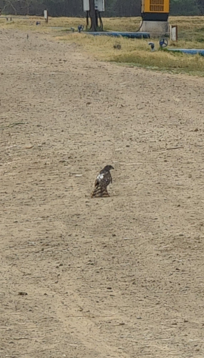 African Goshawk - ML643370116