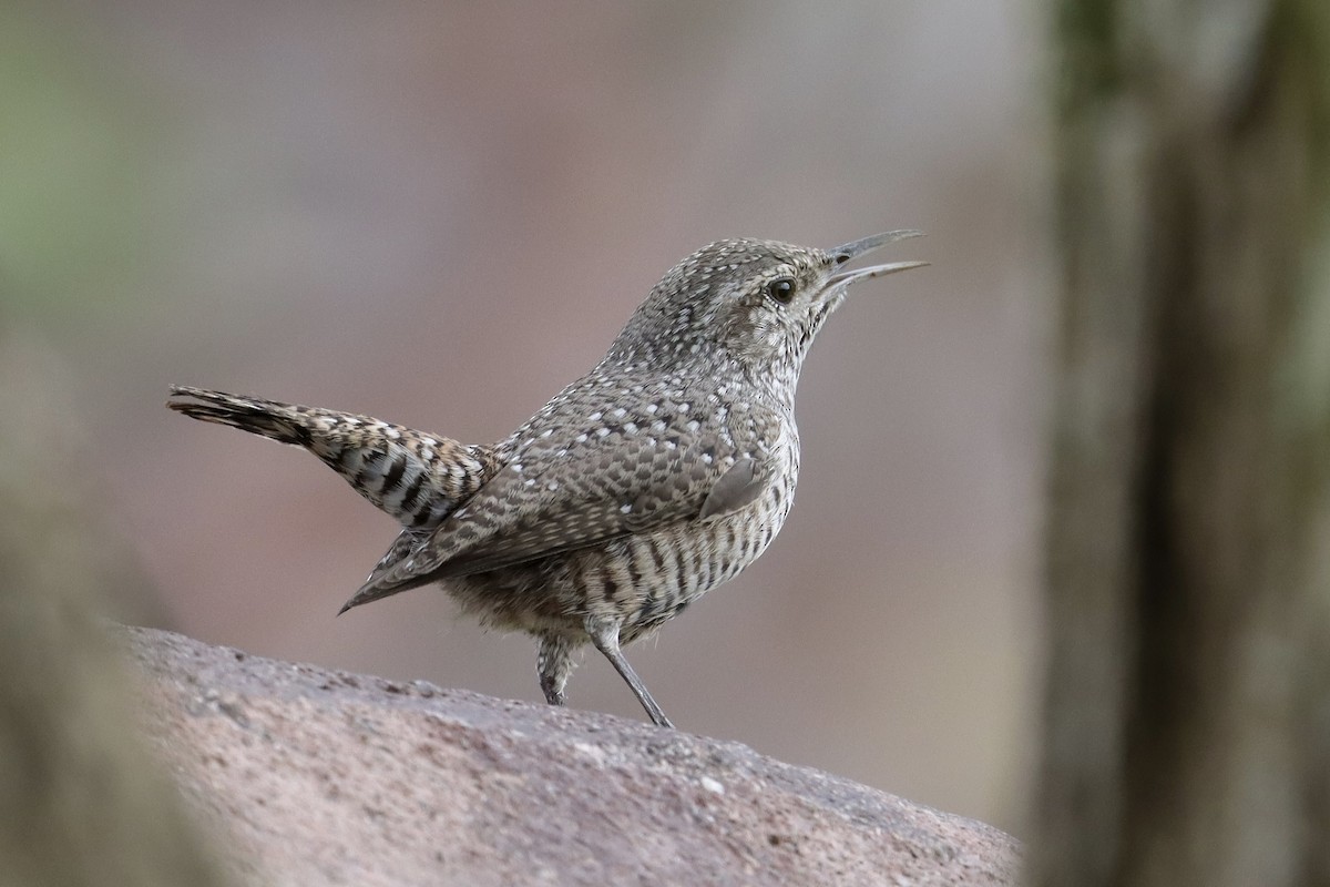 Rock Wren (Central American) - ML643370121