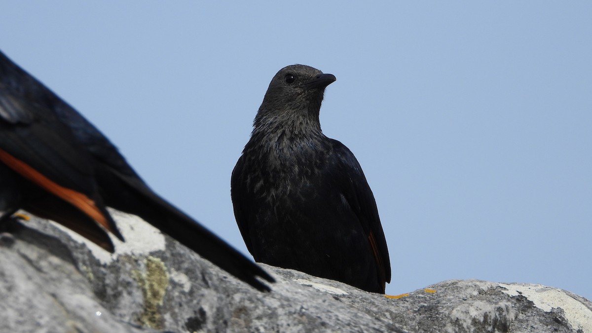 Rotschwingenstar - ML643370122