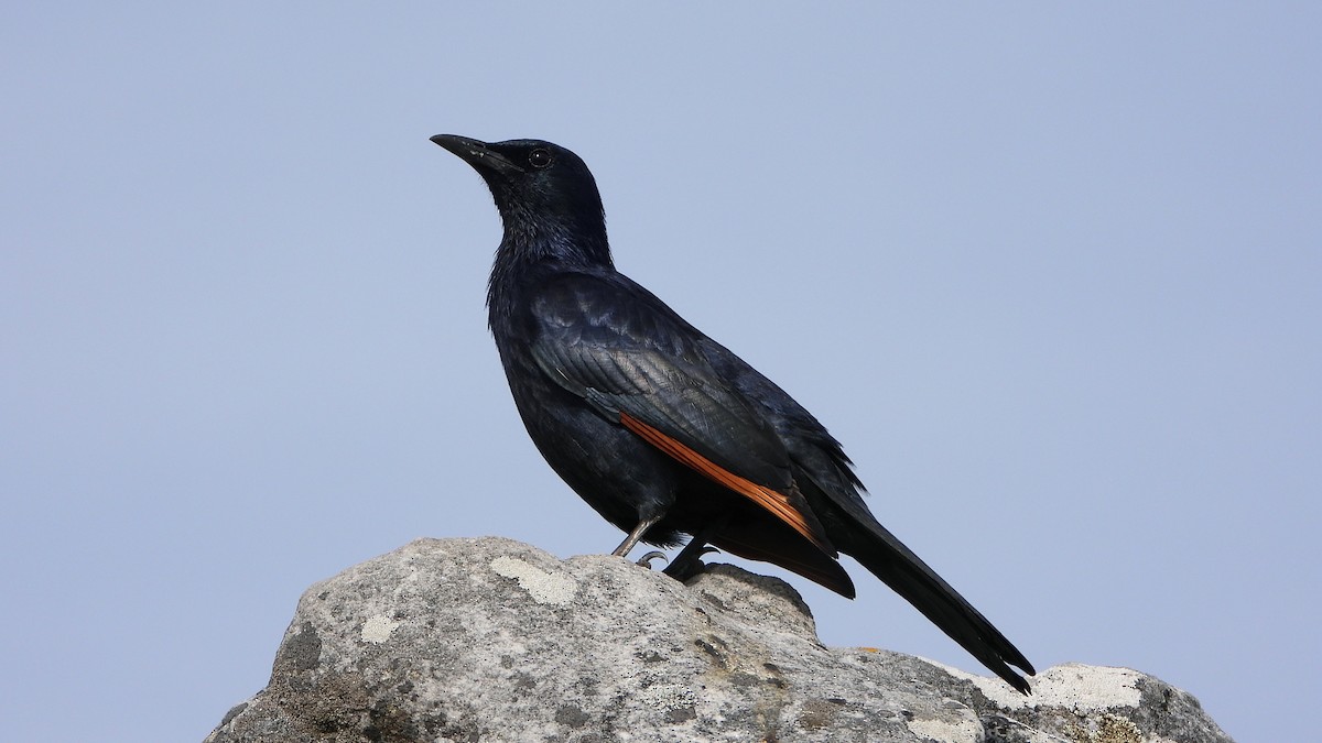 Rotschwingenstar - ML643370123