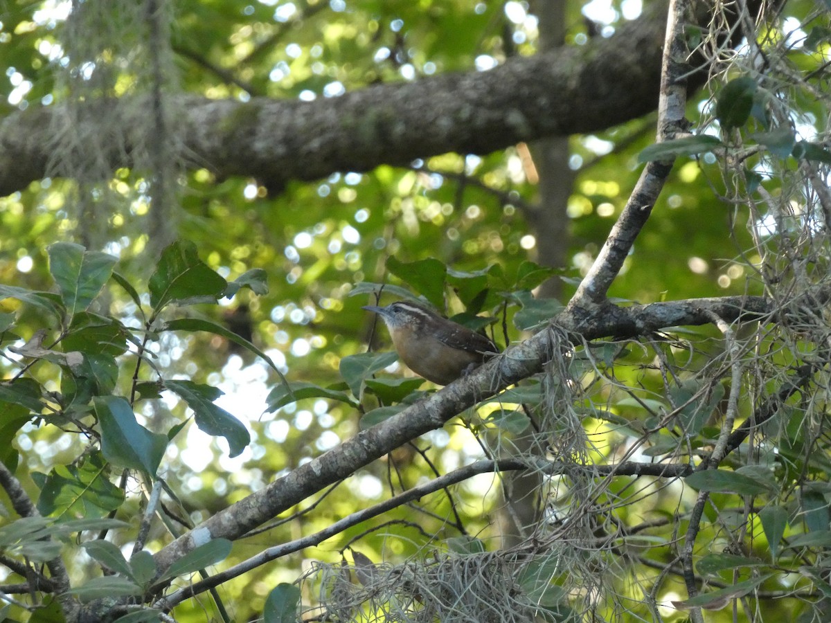 Carolina Wren - ML643370138