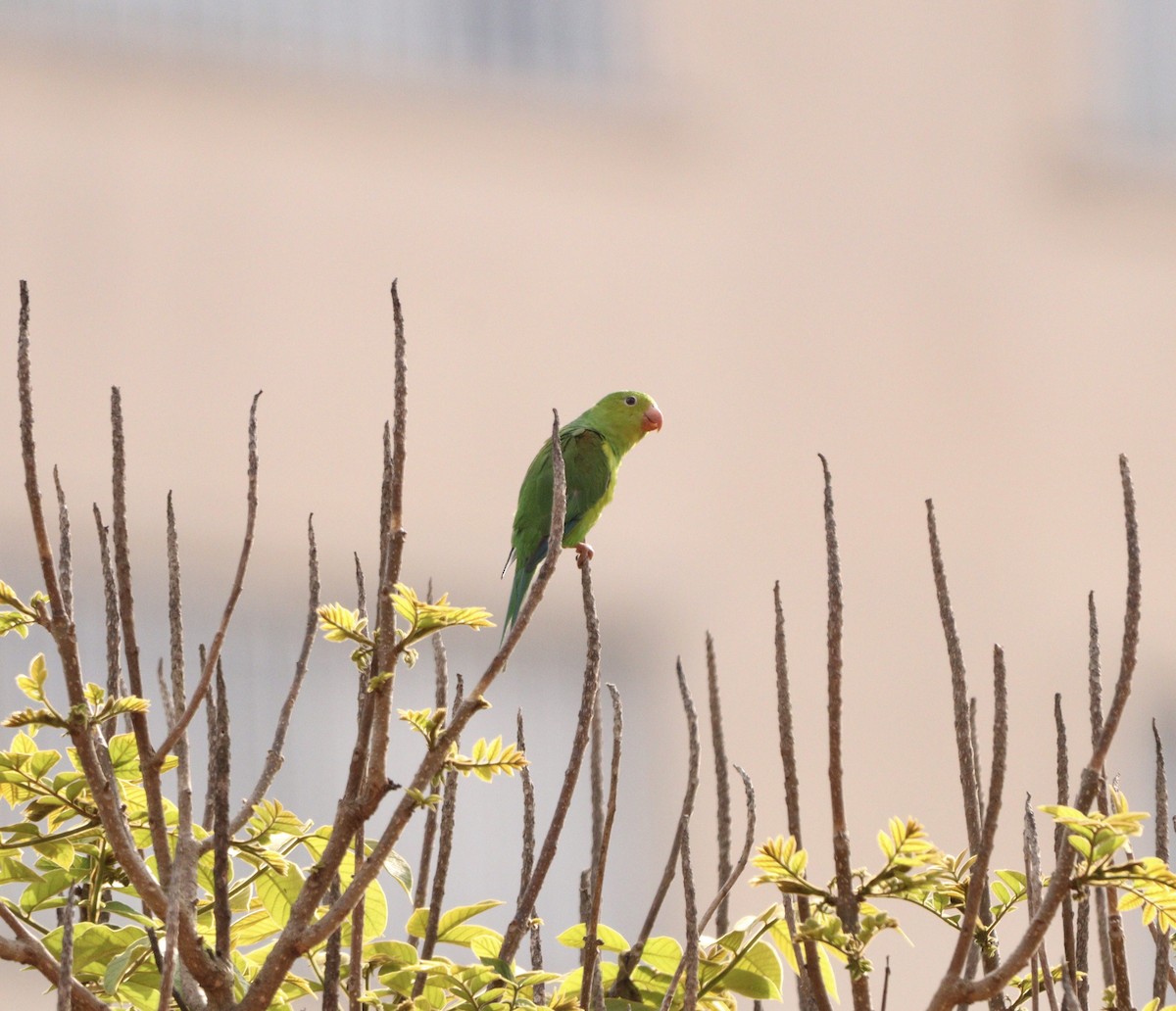 Plain Parakeet - ML643370142