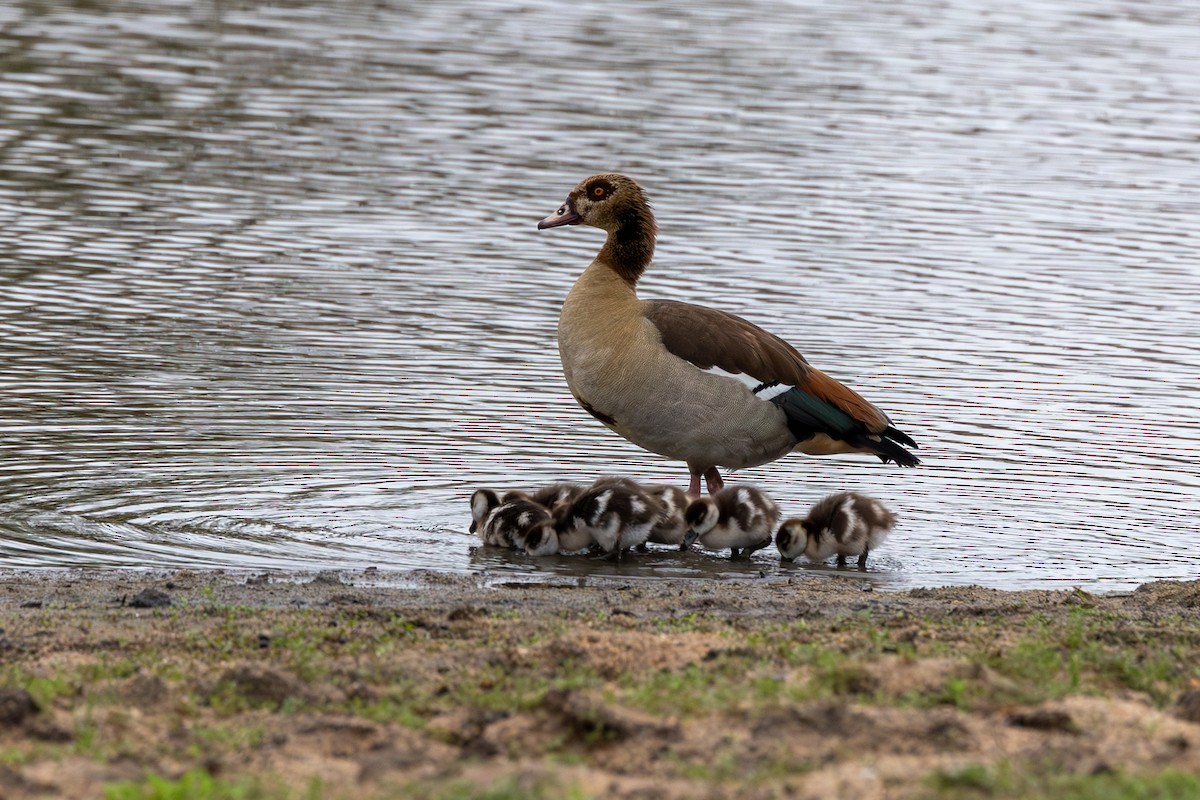 Egyptian Goose - ML643370149