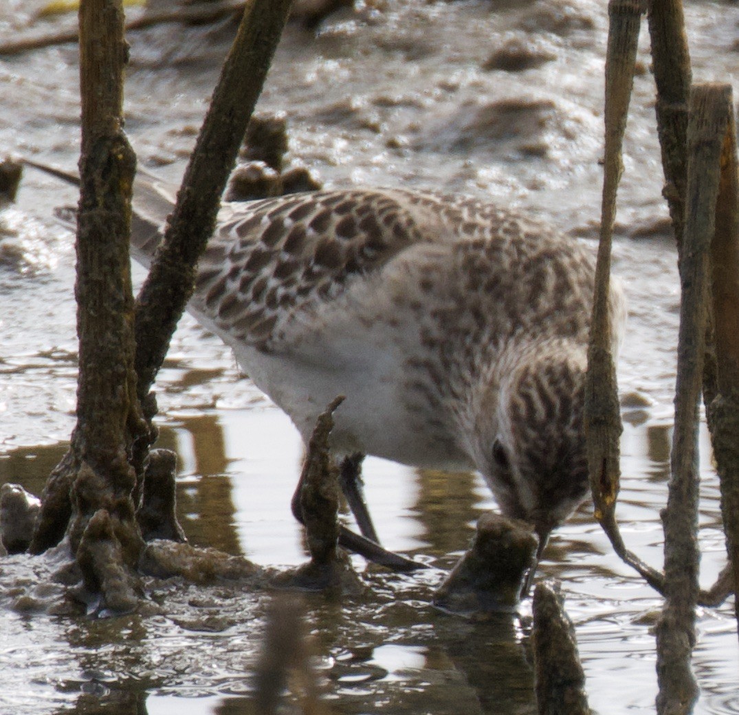 jespák dlouhokřídlý - ML643370162