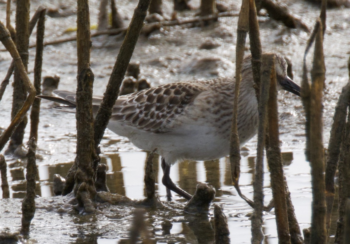 jespák dlouhokřídlý - ML643370163