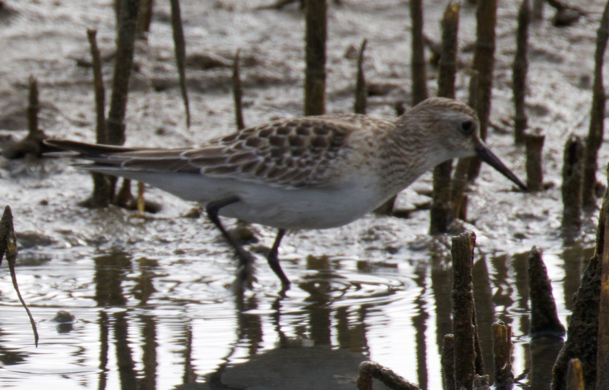 jespák dlouhokřídlý - ML643370164