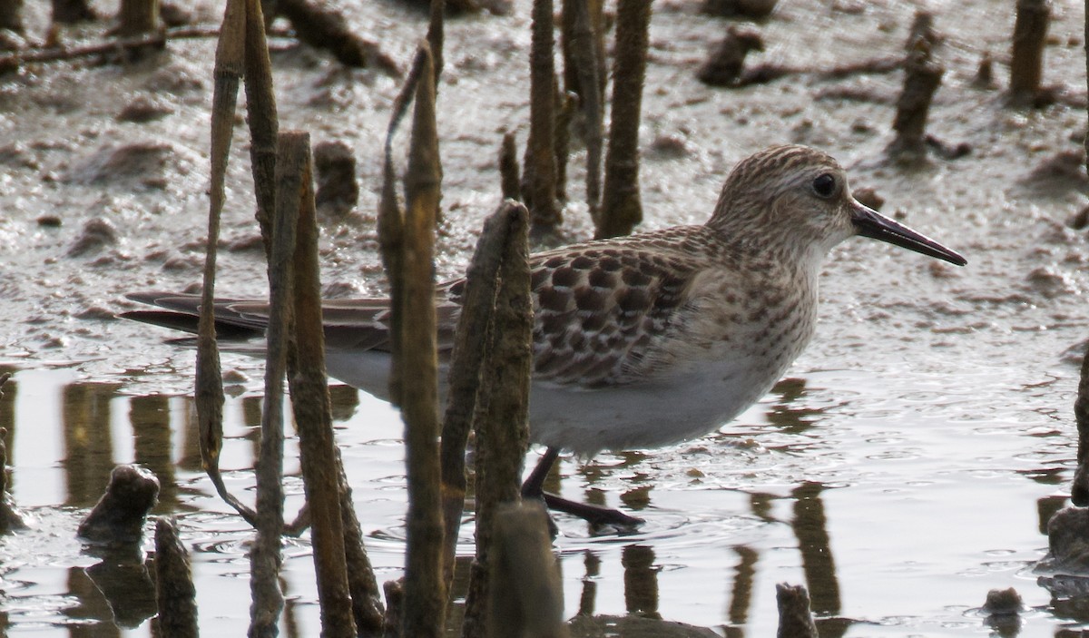 jespák dlouhokřídlý - ML643370165