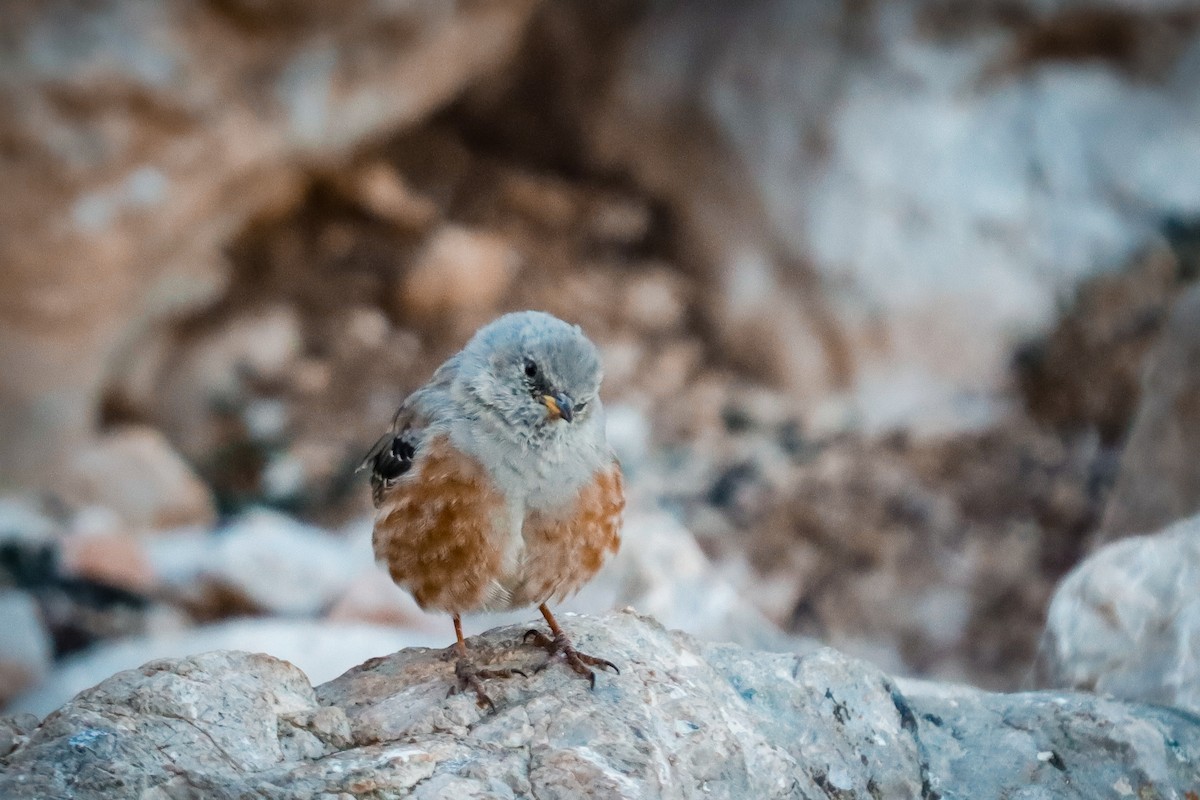 Alpine Accentor - ML643370166