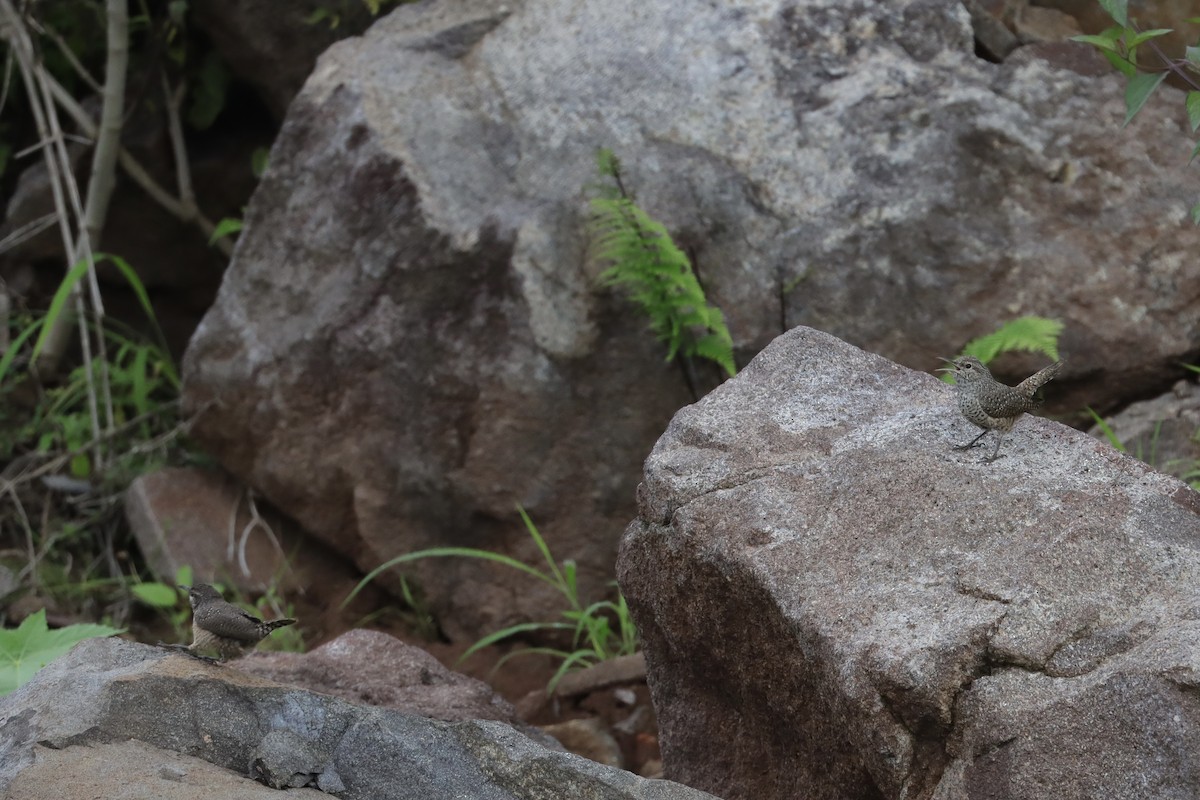 Rock Wren (Central American) - ML643370176