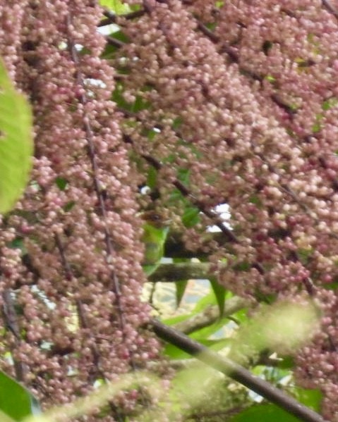 Rufous-winged Tanager - ML643370222