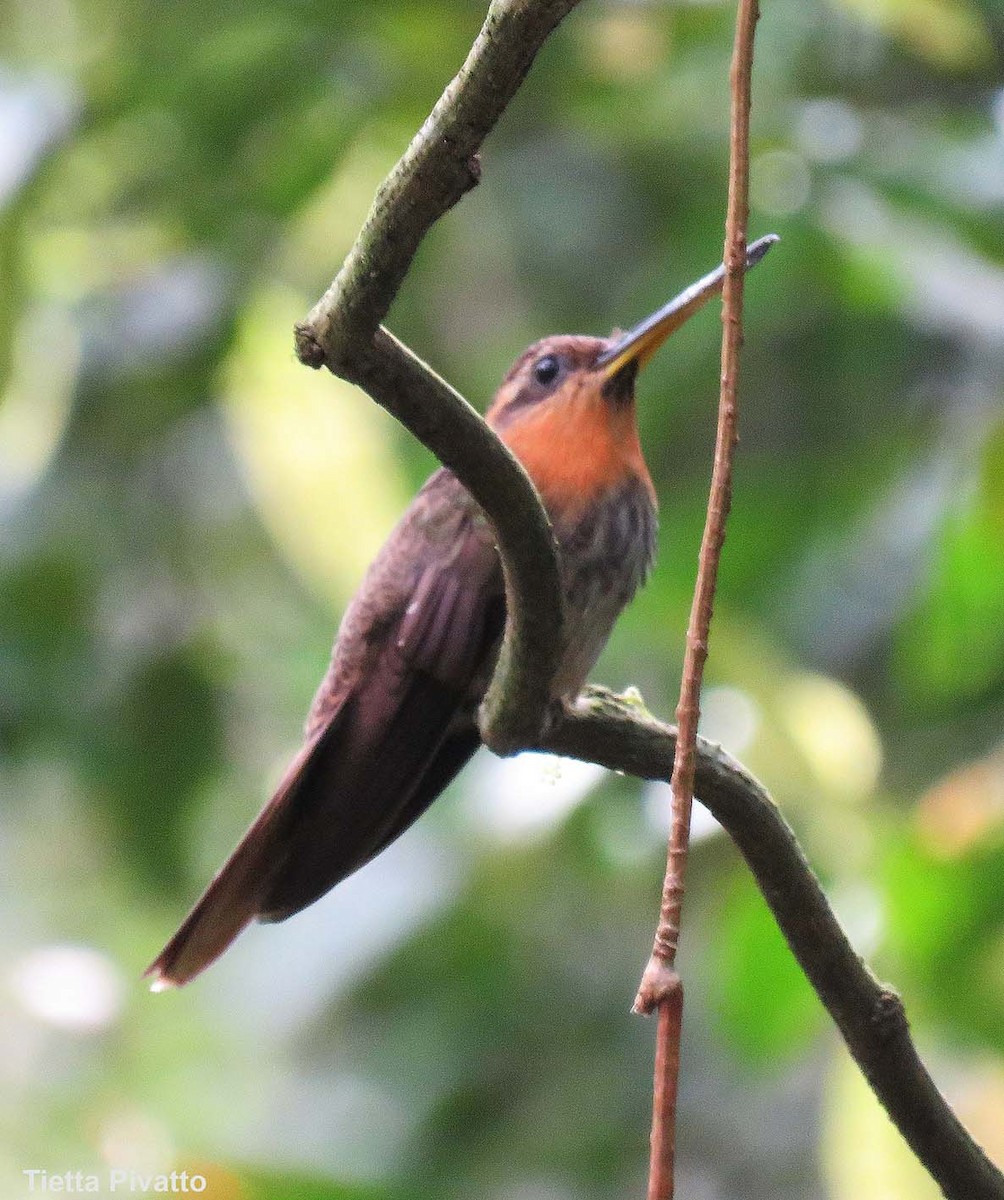 Saw-billed Hermit - ML643370227